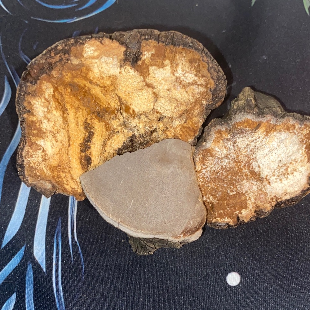 Wild Michigan chaga mushroom